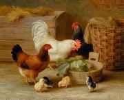 unknow artist Cocks 106 France oil painting artist